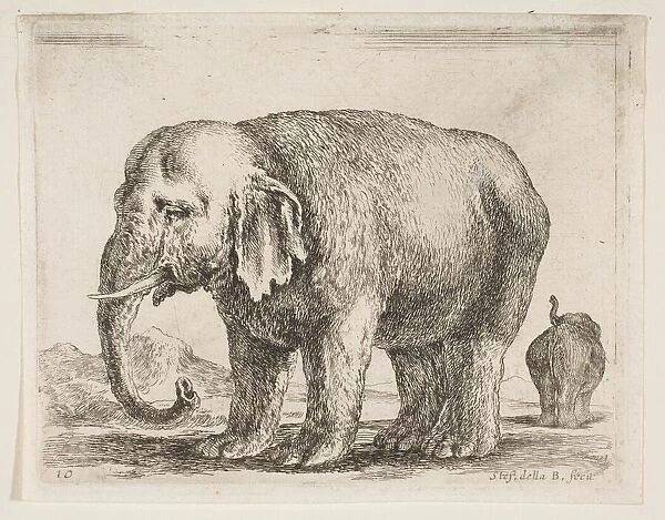 Plate 10: elephant, from Various animals (Diversi animali), ca. 1641