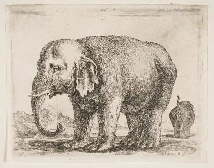 Framed Print : Plate 10: elephant, from Various animals (Diversi animali), ca. 1641 Framed Print : Plate 10: elephant, from Various animals (Diversi animali), ca. 1641