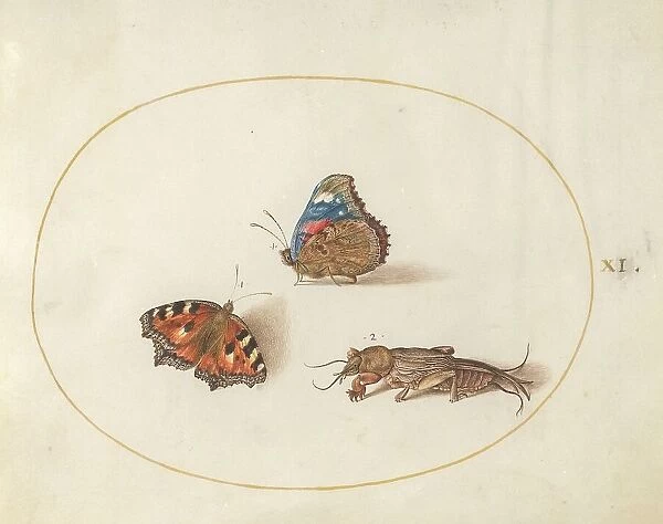 Plate 11: Two Butterflies and a Mole Cricket, c. 1575 / 1580. Creator: Joris Hoefnagel