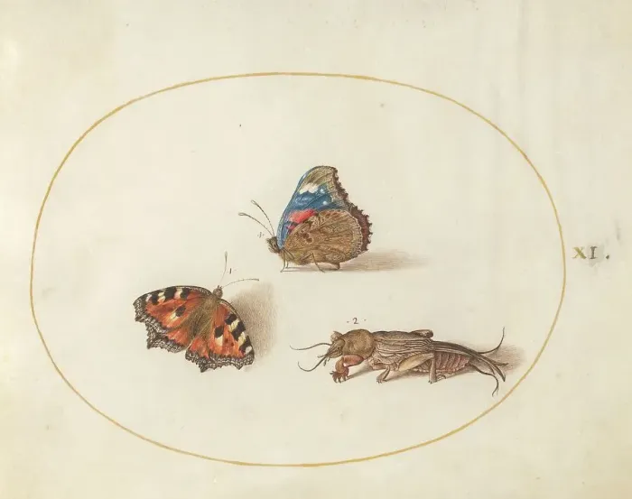 Framed Print : Plate 11: Two Butterflies and a Mole Cricket, c. 1575 / 1580. Creator: Joris Hoefnagel