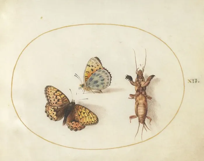 Framed Print : Plate 12: Two Butterflies and a Mole Cricket, c. 1575 / 1580. Creator: Joris Hoefnagel Framed Print : Plate 12: Two Butterflies and a Mole Cricket, c. 1575 / 1580. Creator: Joris Hoefnagel