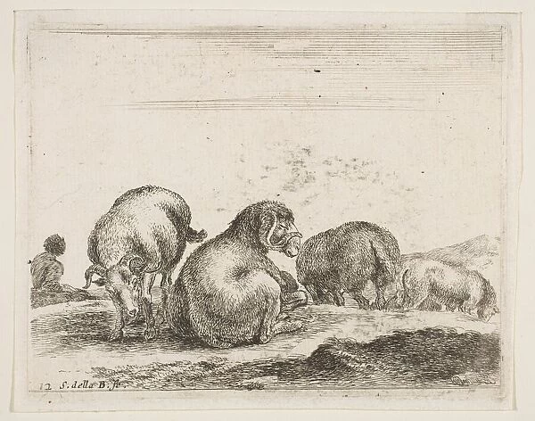 Plate 12: sheep and ram in a pasture, from Various animals (Diversi animali), ca. 1641