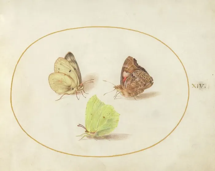 Framed Print : Plate 14: Three Butterflies, c. 1575 / 1580. Creator: Joris Hoefnagel Framed Print : Plate 14: Three Butterflies, c. 1575 / 1580. Creator: Joris Hoefnagel
