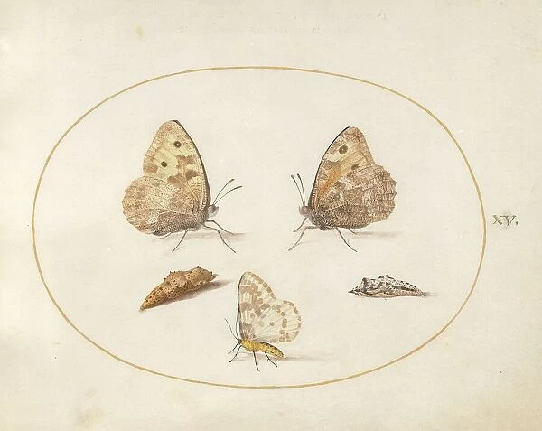 Plate 15: Three Butterflies and Two Chrysalides, c. 1575 / 1580. Creator: Joris Hoefnagel