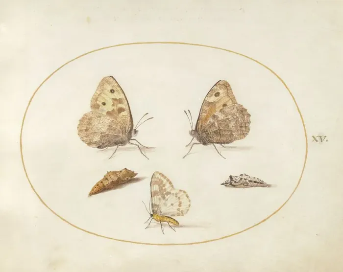 Framed Print : Plate 15: Three Butterflies and Two Chrysalides, c. 1575 / 1580. Creator: Joris Hoefnagel Framed Print : Plate 15: Three Butterflies and Two Chrysalides, c. 1575 / 1580. Creator: Joris Hoefnagel