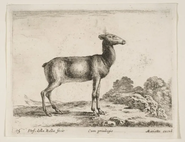 Framed Print : Plate 15: doe, from Various animals (Diversi animali), ca. 1641 Framed Print : Plate 15: doe, from Various animals (Diversi animali), ca. 1641