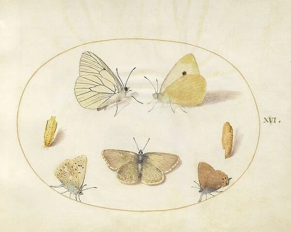 Plate 16: Five Butterflies and Two Chrysalides, c. 1575 / 1580. Creator: Joris Hoefnagel