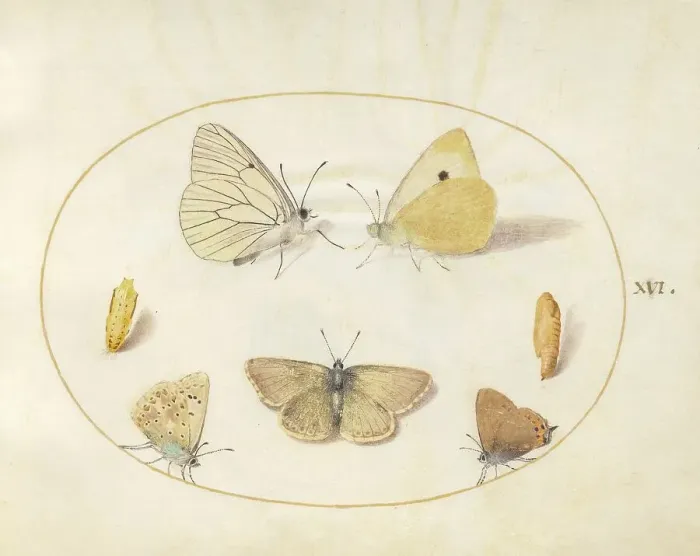 Framed Print : Plate 16: Five Butterflies and Two Chrysalides, c. 1575 / 1580. Creator: Joris Hoefnagel Framed Print : Plate 16: Five Butterflies and Two Chrysalides, c. 1575 / 1580. Creator: Joris Hoefnagel