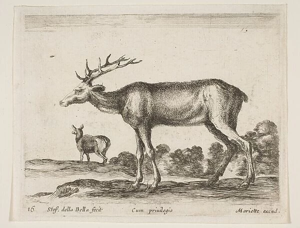 Plate 16: stag, from Various animals (Diversi animali), ca. 1641