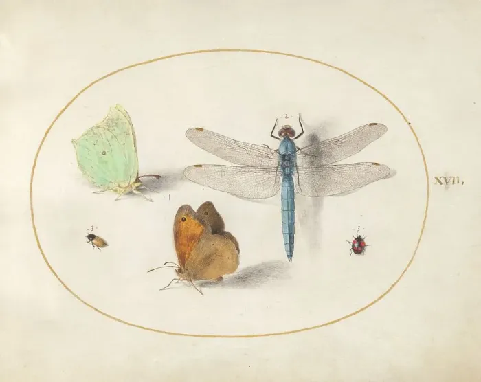 Framed Print : Plate 17: Two Butterflies, a Dragonfly, and Two Small Insects, c. 1575 / 1580. Creator: Joris Hoefnagel Framed Print : Plate 17: Two Butterflies, a Dragonfly, and Two Small Insects, c. 1575 / 1580. Creator: Joris Hoefnagel