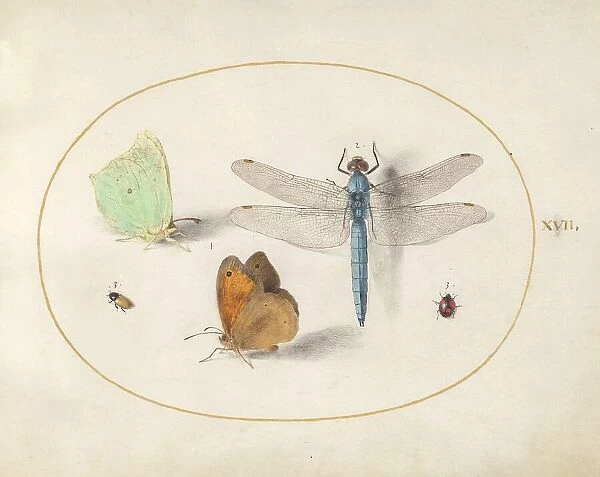 Plate 17: Two Butterflies, a Dragonfly, and Two Small Insects, c. 1575 / 1580. Creator: Joris Hoefnagel