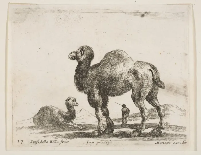 Framed Print : Plate 17: camels, from Various animals (Diversi animali), ca. 1641