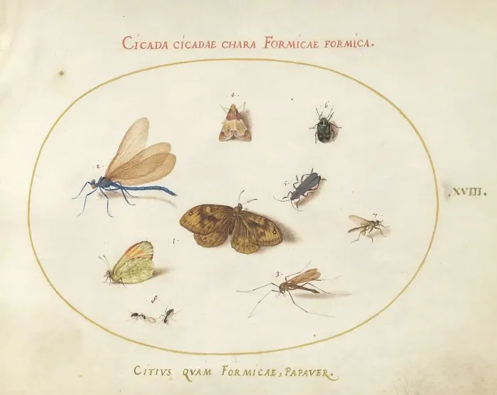 Framed Print : Plate 18: Two Butterflies and a Moth with a Dragonfly, Two Ants, and Four Other... c. 1575 / 1580. Creator: Joris Hoefnagel Framed Print : Plate 18: Two Butterflies and a Moth with a Dragonfly, Two Ants, and Four Other... c. 1575 / 1580. Creator: Joris Hoefnagel
