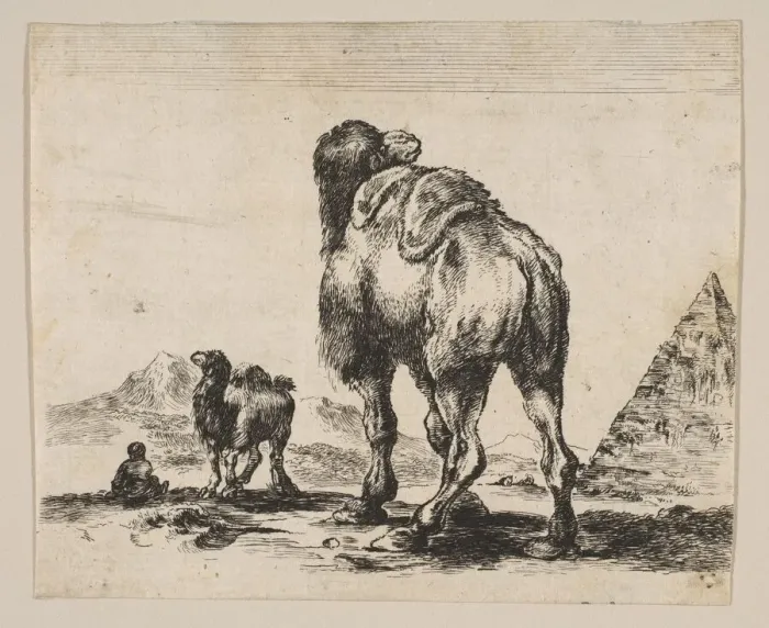 Framed Print : Plate 18: camel viewed from behind with pyramid at right, from Various animals (Di Framed Print : Plate 18: camel viewed from behind with pyramid at right, from Various animals (Di