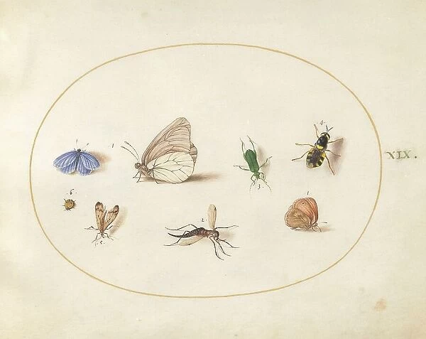 Plate 19: Two Butterflies with Five Other Insects, c. 1575 / 1580. Creator: Joris Hoefnagel