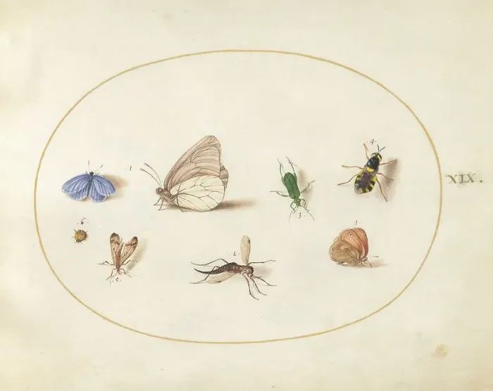 Framed Print : Plate 19: Two Butterflies with Five Other Insects, c. 1575 / 1580. Creator: Joris Hoefnagel Framed Print : Plate 19: Two Butterflies with Five Other Insects, c. 1575 / 1580. Creator: Joris Hoefnagel