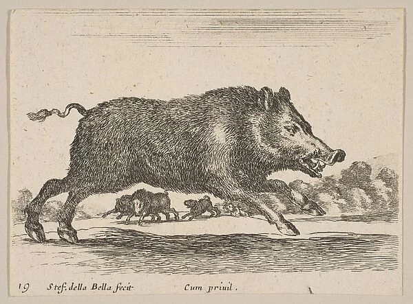 Plate 19: wild boar, from Various animals (Diversi animali), ca. 1641