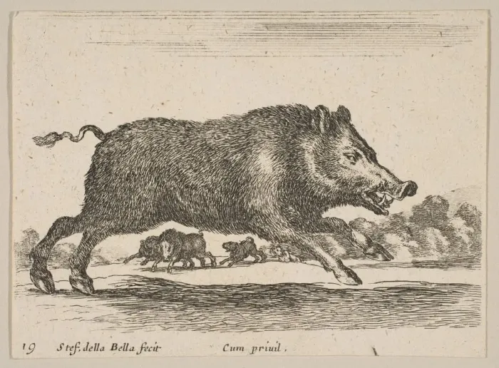 Framed Print : Plate 19: wild boar, from Various animals (Diversi animali), ca. 1641 Framed Print : Plate 19: wild boar, from Various animals (Diversi animali), ca. 1641