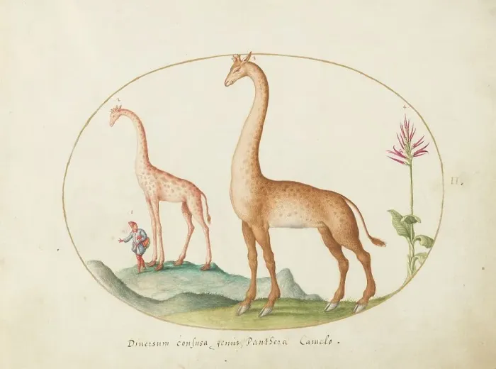 Framed Print : Plate 2: Two Giraffes with an Attendant, c. 1575 / 1580. Creator: Joris Hoefnagel Framed Print : Plate 2: Two Giraffes with an Attendant, c. 1575 / 1580. Creator: Joris Hoefnagel