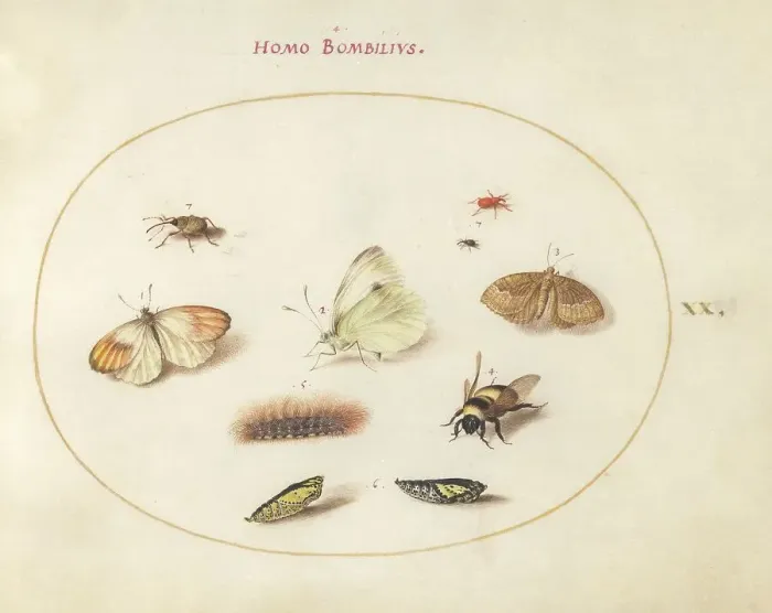 Framed Print : Plate 20: Three Butterflies, a Caterpillar, a Bee, Two Chrysalides, and Three Weevils, c1575 / 1580. Creator: Joris Hoefnagel Framed Print : Plate 20: Three Butterflies, a Caterpillar, a Bee, Two Chrysalides, and Three Weevils, c1575 / 1580. Creator: Joris Hoefnagel