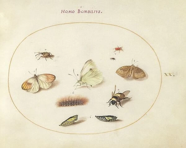 Plate 20: Three Butterflies, a Caterpillar, a Bee, Two Chrysalides, and Three Weevils, c1575 / 1580. Creator: Joris Hoefnagel