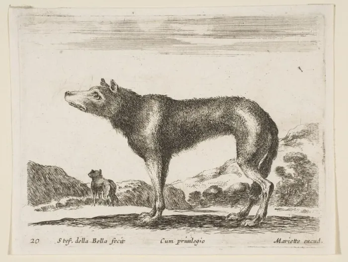 Framed Print : Plate 20: wolf, from Various animals (Diversi animali), ca. 1641 Framed Print : Plate 20: wolf, from Various animals (Diversi animali), ca. 1641