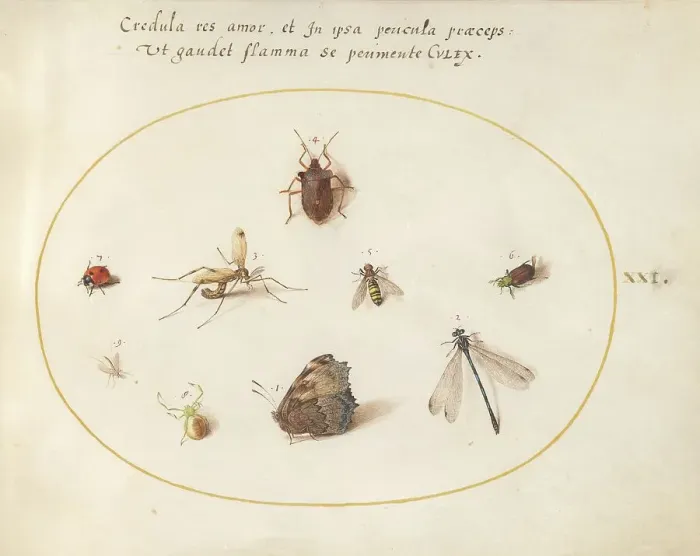 Framed Print : Plate 21: A Butterfly with a Dragonfly, a Ladybug, and Five other Insects, c. 1575 / 1580. Creator: Joris Hoefnagel Framed Print : Plate 21: A Butterfly with a Dragonfly, a Ladybug, and Five other Insects, c. 1575 / 1580. Creator: Joris Hoefnagel