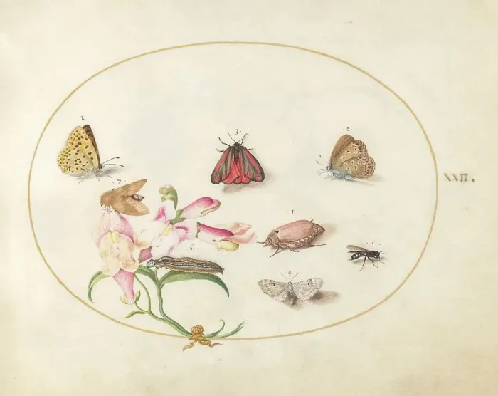 Framed Print : Plate 22: Butterflies with Other Insects and a Snapdragon, c. 1575 / 1580. Creator: Joris Hoefnagel Framed Print : Plate 22: Butterflies with Other Insects and a Snapdragon, c. 1575 / 1580. Creator: Joris Hoefnagel