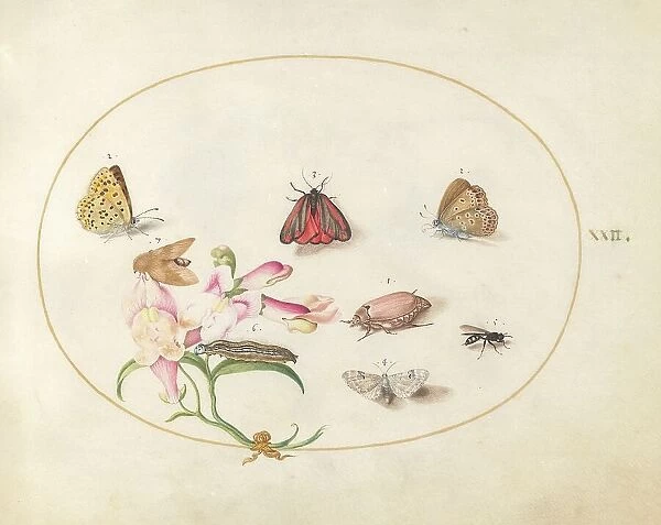 Plate 22: Butterflies with Other Insects and a Snapdragon, c. 1575 / 1580. Creator: Joris Hoefnagel