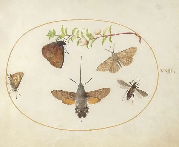 Plate 23: Hawk Moth, Butterflies, and Other Insects around a Snowberry Sprig, c. 1575 / 1580. Creator: Joris Hoefnagel