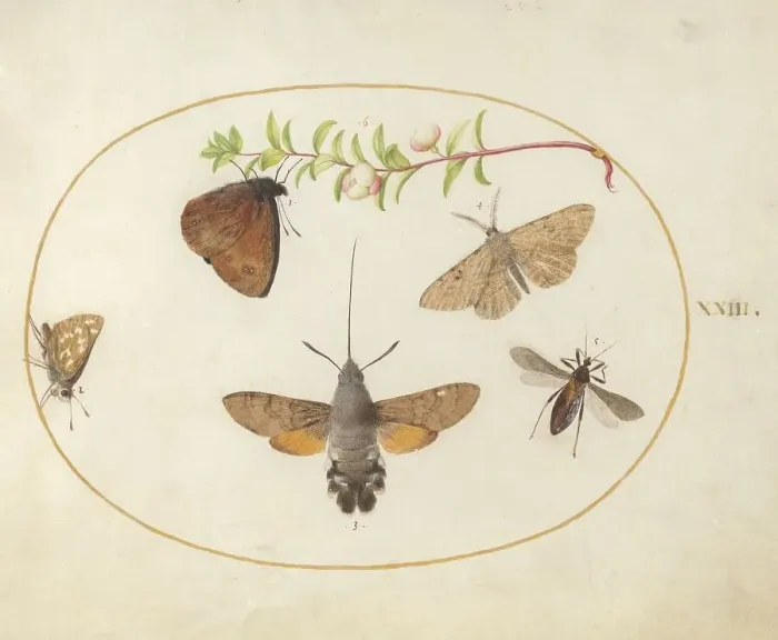 Framed Print : Plate 23: Hawk Moth, Butterflies, and Other Insects around a Snowberry Sprig, c. 1575 / 1580. Creator: Joris Hoefnagel Framed Print : Plate 23: Hawk Moth, Butterflies, and Other Insects around a Snowberry Sprig, c. 1575 / 1580. Creator: Joris Hoefnagel