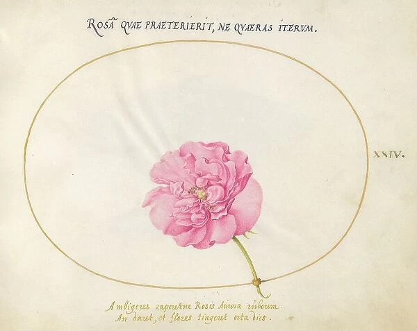 Plate 24: Pink Rose, c. 1575 / 1580. Creator: Joris Hoefnagel