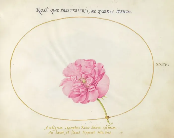 Framed Print : Plate 24: Pink Rose, c. 1575 / 1580. Creator: Joris Hoefnagel Framed Print : Plate 24: Pink Rose, c. 1575 / 1580. Creator: Joris Hoefnagel