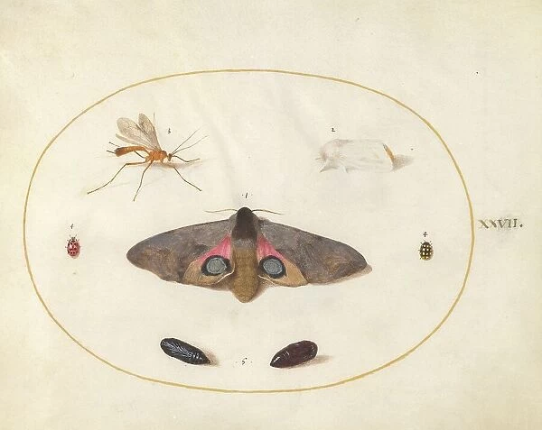 Plate 27: Two Moths, Two Chyrsalides, and Other Insects, c. 1575 / 1580. Creator: Joris Hoefnagel