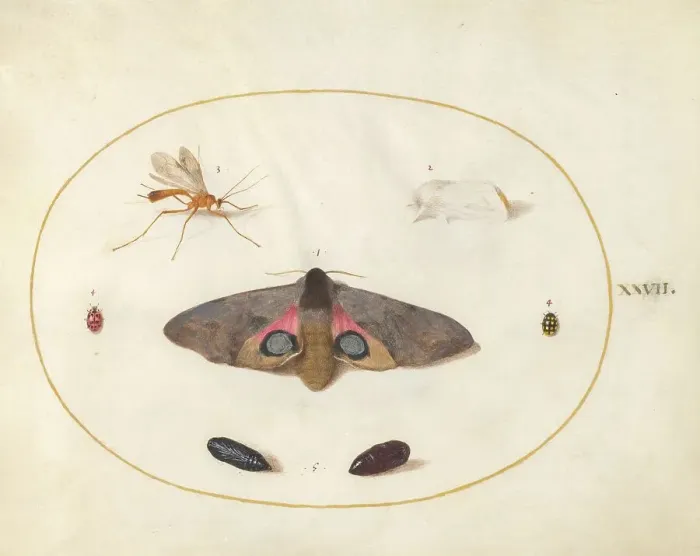 Framed Print : Plate 27: Two Moths, Two Chyrsalides, and Other Insects, c. 1575 / 1580. Creator: Joris Hoefnagel Framed Print : Plate 27: Two Moths, Two Chyrsalides, and Other Insects, c. 1575 / 1580. Creator: Joris Hoefnagel