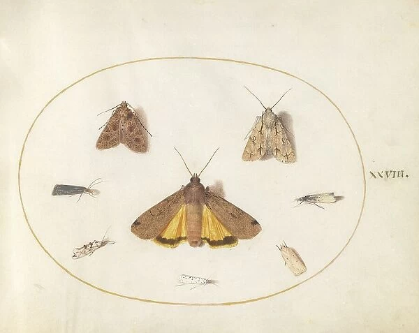 Plate 28: Eight Moths, c. 1575 / 1580. Creator: Joris Hoefnagel