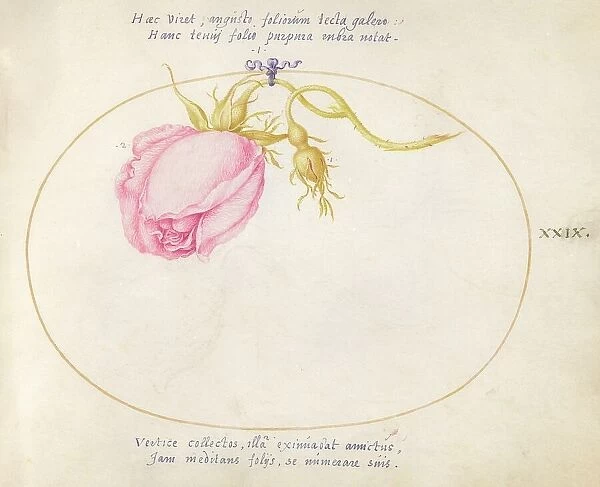 Plate 29: Pink Rose and Rosebud, c. 1575 / 1580. Creator: Joris Hoefnagel