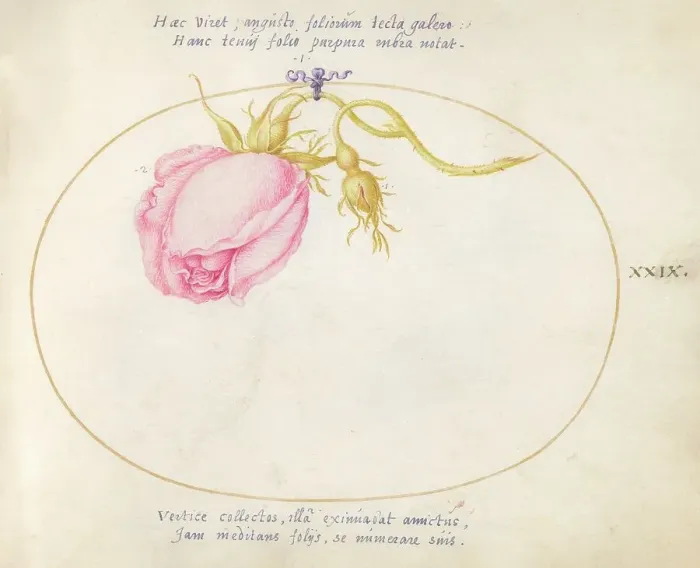 Framed Print : Plate 29: Pink Rose and Rosebud, c. 1575 / 1580. Creator: Joris Hoefnagel Framed Print : Plate 29: Pink Rose and Rosebud, c. 1575 / 1580. Creator: Joris Hoefnagel