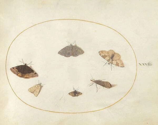 Plate 32: Six Moths, c. 1575 / 1580. Creator: Joris Hoefnagel