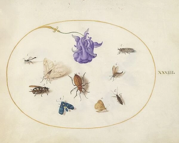 Plate 33: Moth and Butterfly with other Insects and a Columbine Flower, c. 1575 / 1580. Creator: Joris Hoefnagel