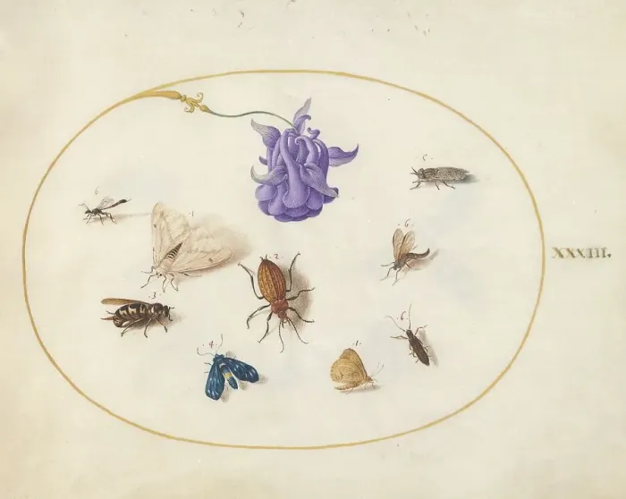 Framed Print : Plate 33: Moth and Butterfly with other Insects and a Columbine Flower, c. 1575 / 1580. Creator: Joris Hoefnagel Framed Print : Plate 33: Moth and Butterfly with other Insects and a Columbine Flower, c. 1575 / 1580. Creator: Joris Hoefnagel