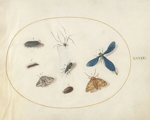 Plate 34: Two Moths with a Spider, a Caterpillar, and Four Other Insects, c. 1575 / 1580. Creator: Joris Hoefnagel