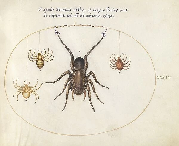Plate 34: Four Spiders, c. 1575 / 1580. Creator: Joris Hoefnagel
