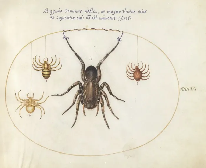 Framed Print : Plate 34: Four Spiders, c. 1575 / 1580. Creator: Joris Hoefnagel Framed Print : Plate 34: Four Spiders, c. 1575 / 1580. Creator: Joris Hoefnagel