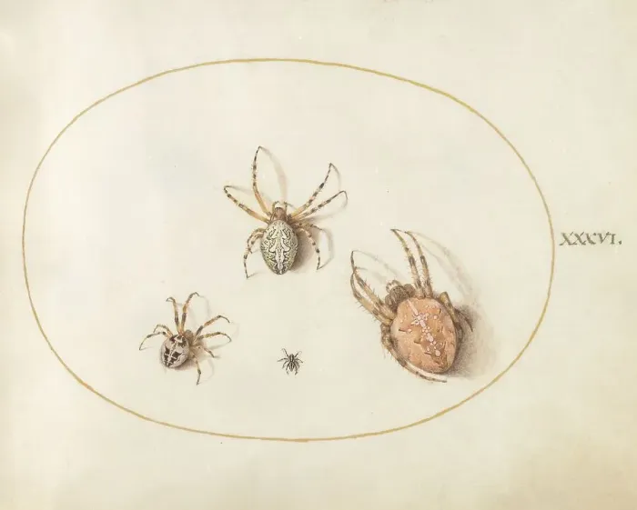 Framed Print : Plate 36: Three Large Spiders and One Small Spider, c. 1575 / 1580. Creator: Joris Hoefnagel Framed Print : Plate 36: Three Large Spiders and One Small Spider, c. 1575 / 1580. Creator: Joris Hoefnagel
