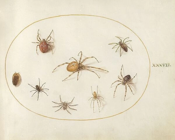 Plate 37: Seven Spiders and an Insect, c. 1575 / 1580. Creator: Joris Hoefnagel