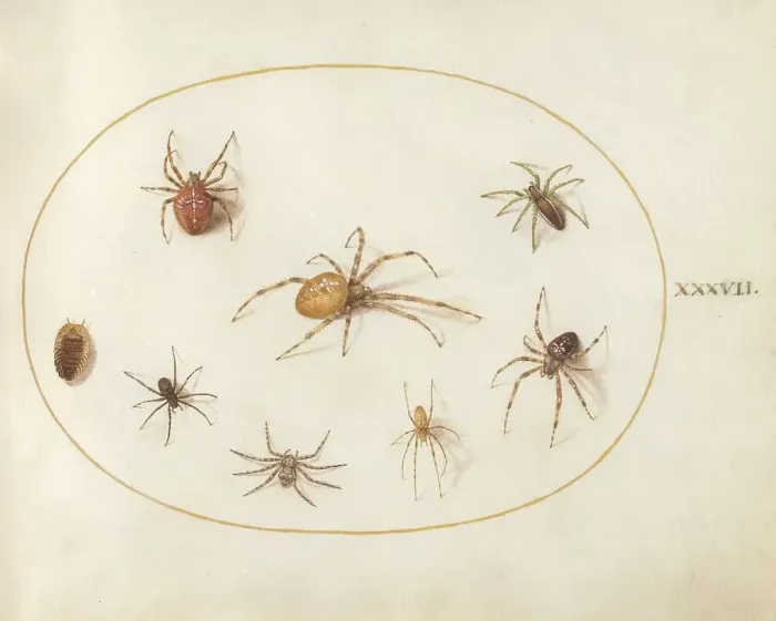 Framed Print : Plate 37: Seven Spiders and an Insect, c. 1575 / 1580. Creator: Joris Hoefnagel Framed Print : Plate 37: Seven Spiders and an Insect, c. 1575 / 1580. Creator: Joris Hoefnagel