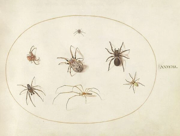 Plate 38: Seven Spiders, c. 1575 / 1580. Creator: Joris Hoefnagel