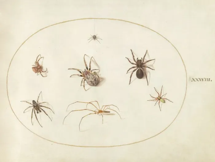 Framed Print : Plate 38: Seven Spiders, c. 1575 / 1580. Creator: Joris Hoefnagel Framed Print : Plate 38: Seven Spiders, c. 1575 / 1580. Creator: Joris Hoefnagel