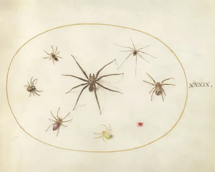 Framed Print : Plate 39: Eight Spiders, c. 1575 / 1580. Creator: Joris Hoefnagel Framed Print : Plate 39: Eight Spiders, c. 1575 / 1580. Creator: Joris Hoefnagel